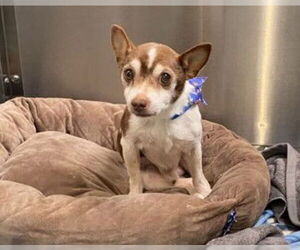 Chihuahua Dogs for adoption in Orange, CA, USA