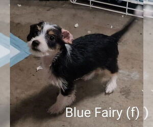 Chihuahua-Unknown Mix Dogs for adoption in San Bernardino, CA, USA