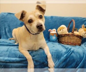 Chihuahua-Labrador Retriever Mix Dogs for adoption in Santa Clara, CA, USA