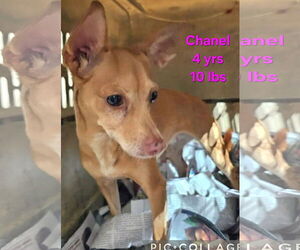 Chihuahua-Unknown Mix Dogs for adoption in Virginia Beach, VA, USA