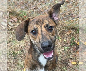 Mountain Cur-Unknown Mix Dogs for adoption in Anniston, AL, USA