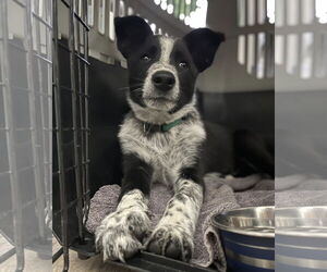 Mutt Dogs for adoption in Paso Robles, CA, USA