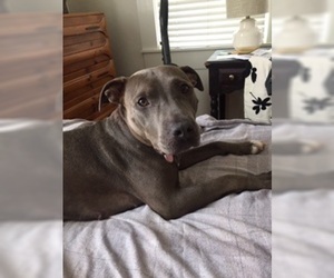 American Bulldog-Labrador Retriever Mix Dogs for adoption in Decatur, GA, USA