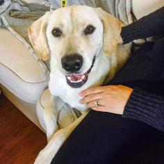 Labrador Retriever Dogs for adoption in Arlington, VA, USA