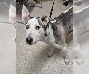 Siberian Husky Dogs for adoption in Bakersfield, CA, USA