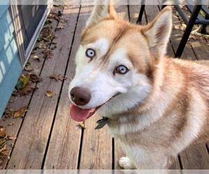Siberian Husky Dogs for adoption in Wheaton, IL, USA