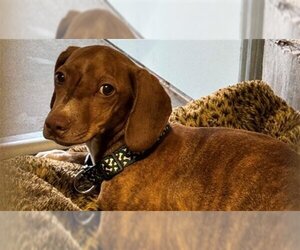 Unknown-Vizsla Mix Dogs for adoption in Santa Barbara, CA, USA