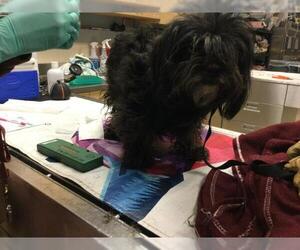 Mutt Dogs for adoption in Riverside, CA, USA