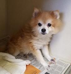 Pomeranian Dogs for adoption in Houston, TX, USA
