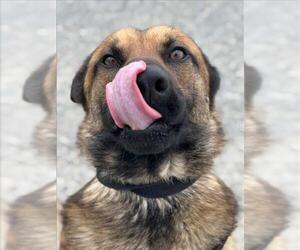 German Shepherd Dog Dogs for adoption in Woodland, CA, USA
