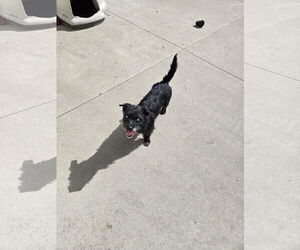 Mutt Dogs for adoption in Maquoketa, IA, USA