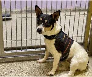 Rat Terrier-Unknown Mix Dogs for adoption in Ames, IA, USA