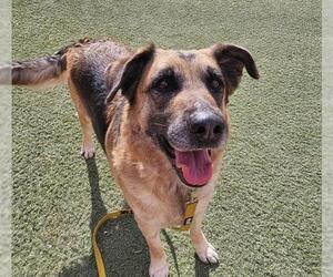 German Shepherd Dog-Unknown Mix Dogs for adoption in Las Vegas, NV, USA