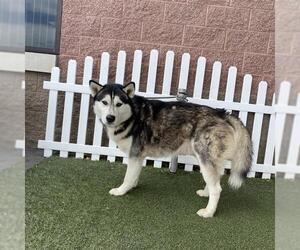 Siberian Husky Dogs for adoption in Modesto, CA, USA