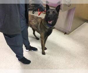 Mutt Dogs for adoption in Riverside, CA, USA