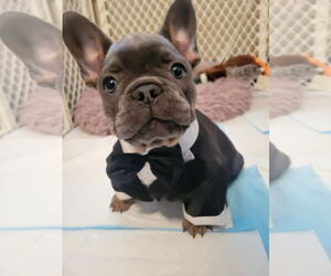 French Bulldog Dogs for adoption in Fair Oaks, CA, USA