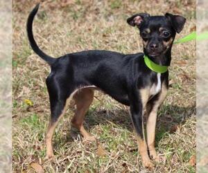 Chihuahua Dogs for adoption in Prattville, AL, USA