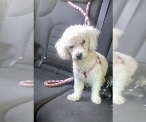 Poodle (Miniature) Dogs for adoption in San Diego, CA, USA