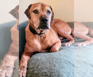 Labrador Retriever-Unknown Mix Dogs for adoption in Topeka, KS, USA