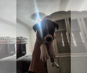 Mutt Dogs for adoption in Calgary, Alberta, Canada