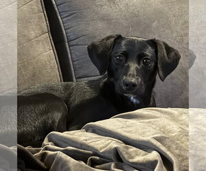 Italian Greyhuahua Dogs for adoption in The Woodlands, TX, USA
