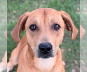 Plott Hound-Unknown Mix Dogs for adoption in Canton, CT, USA