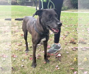 Catahoula Leopard Dog-Unknown Mix Dogs for adoption in Rockaway, NJ, USA