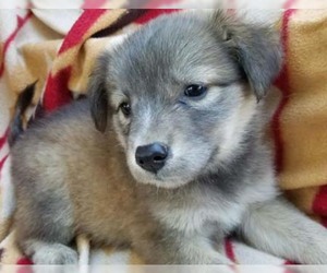 Shepradors Dogs for adoption in Crossville, AL, USA