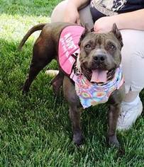 American Pit Bull Terrier-American Staffordshire Terrier Mix Dogs for adoption in Harriman, TN, USA
