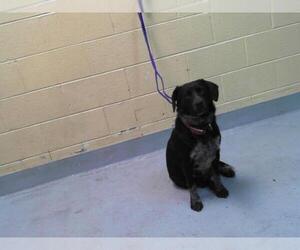 Australian Cattle Dog-Unknown Mix Dogs for adoption in Tulsa, OK, USA