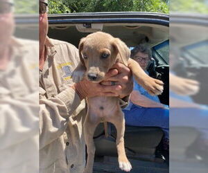 Labrador Retriever-Unknown Mix Dogs for adoption in Stockton, CA, USA