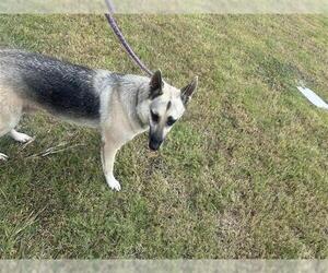 German Shepherd Dog Dogs for adoption in Houston, TX, USA