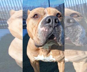 American Bulldog-Unknown Mix Dogs for adoption in Rockwall, TX, USA