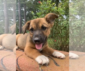 Pembroke Welsh Corgi-Unknown Mix Dogs for adoption in Wakefield, RI, USA