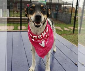Rat Terrier-Unknown Mix Dogs for adoption in San Antonio, TX, USA