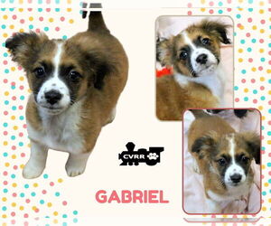 Colonial Cocker Spaniel-Unknown Mix Dogs for adoption in Lindsay, CA, USA