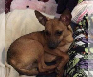 Chihuahua Dogs for adoption in Poplar Bluff, MO, USA