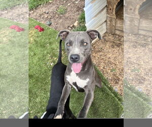 Staffordshire Bull Terrier Dogs for adoption in Tracy City, TN, USA