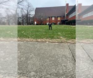 Labrador Retriever Dogs for adoption in Louisville, KY, USA