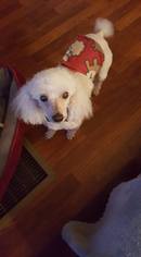 Medium Photo #1 Poodle (Miniature) Puppy For Sale in Pacolet, SC, USA