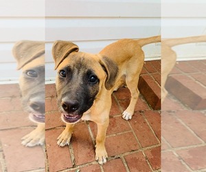 German Shepherd Dog Dogs for adoption in Southampton, NY, USA