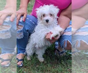 Maltese-Poodle (Toy) Mix Dogs for adoption in Cumming, GA, USA