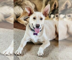 Carolina Dog-Labrador Retriever Mix Dogs for adoption in Imperial Beach, CA, USA