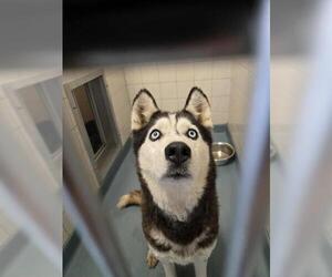 Siberian Husky Dogs for adoption in London, Ontario, Canada