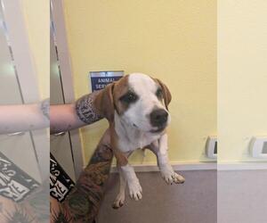 Mutt Dogs for adoption in Rockwall, TX, USA