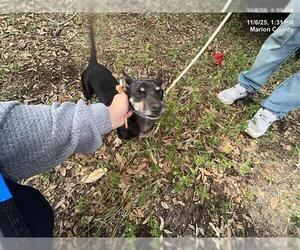 Chihuahua-Unknown Mix Dogs for adoption in Ocala, FL, USA