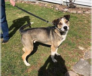 Mutt Dogs for adoption in Union, WV, USA