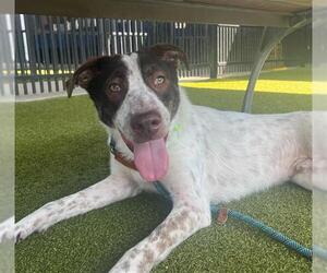 German Shorthaired Pointer Dogs for adoption in Waco, TX, USA