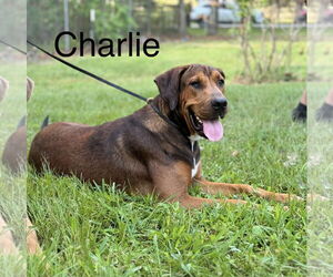 Labrador Retriever-Rhodesian Ridgeback Mix Dogs for adoption in The Woodlands, TX, USA