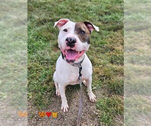American Pit Bull Terrier Dogs for adoption in Center Township, PA, USA